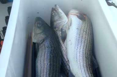 overhead shot of whole bass in a cooler
