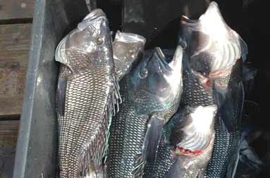Overhead shot of bass in a black container