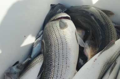Overhead shot of fish in a white container