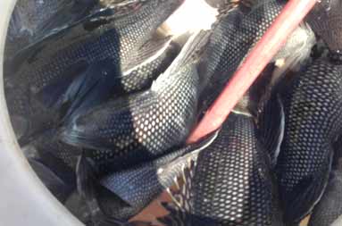 Filling the barrel with some nice sea bass.