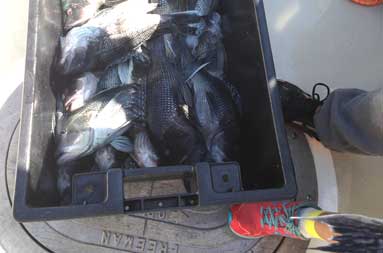 A tote of sea bass.