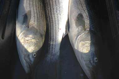 Some striped bass for the mix.