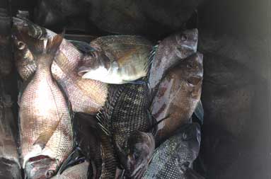 Overhead shot of container with scup