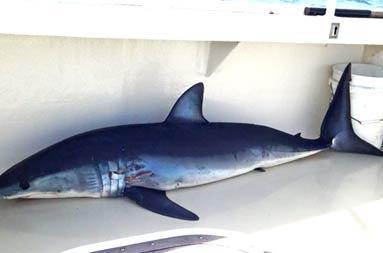 A shark caught and lying on the deck