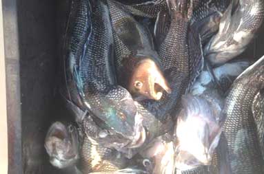 A cooler full of sea bass.