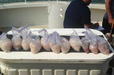 A row of fillets laid out in plastic bags atop the cooler