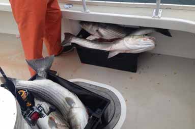 A few black bins on the boat filled with fish