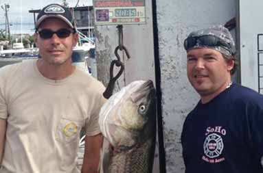 Two guys back at the marins standing next to a large striped bass hanging from the scale