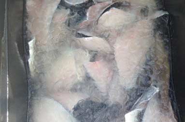 Fish fillets being soaked in a brine bath