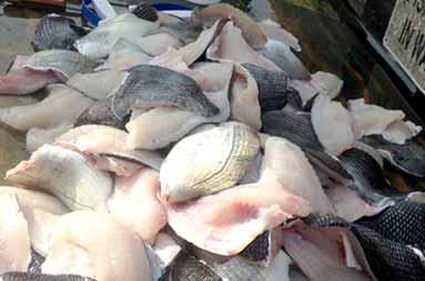 The board full of brined bathed fish fillets back at the marina