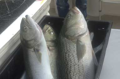 A cooler full of large bass