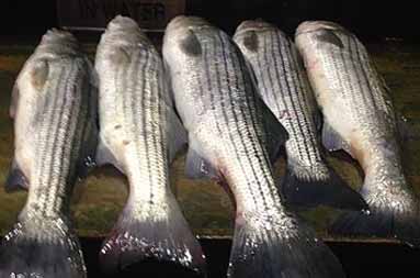 Night shot of fish lying on the filet table