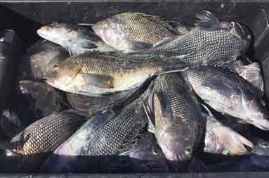 Overhead shot of a large black container full of fish.