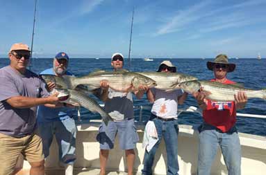 Five men on the boat each holding up a large striped bass.