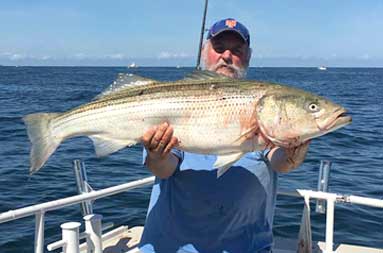 A man wearing a blue baseball cap holds up a large striped bass.