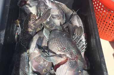Overhead view of a black container (tote) full of sea bass and porgy (scup).