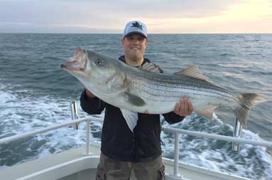 A man holds up a very large striped bass.