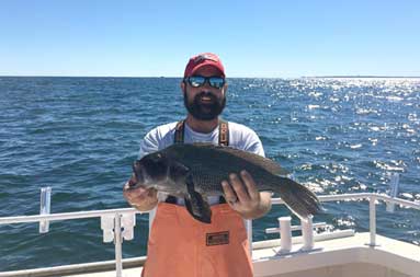 A man with a beard wearing sunglasses smiles and holds up his jumbo sea bass.