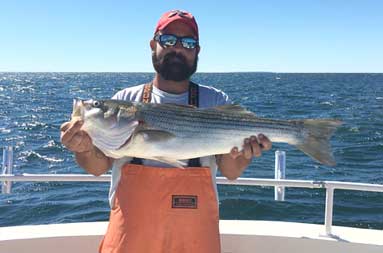 A man with a beard wearing sunglasses holds up a striped bass.