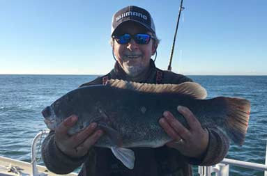 A man wearing a fleece and baseball cap holds up the blackfish (tautog) he caught.