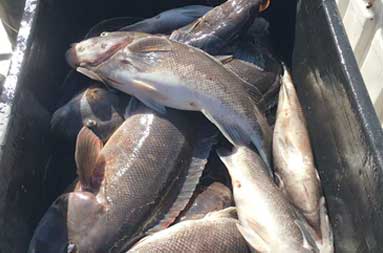 Overhead view of a container (tote) full of blackfish.