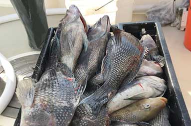 Overhead view of a container (tote) full of jumbo sea bass.