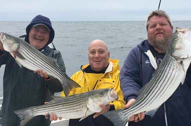 A group shot of three men holding up their catch of striped bass.