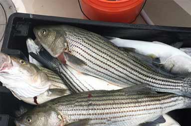 Overhead view of a plastic container filled with striped bass.