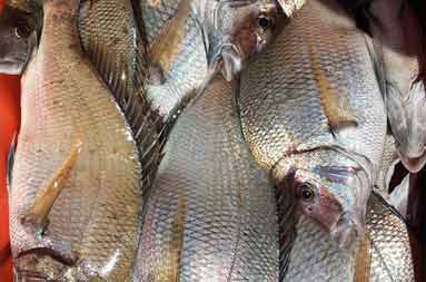 Overhead view of a red cooler full of fish.