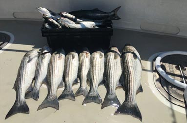 Some of the bluefish and bass they caught laid out on the deck of the boat.