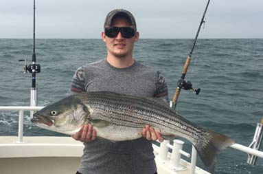 A man holding up the striped bass he caught.