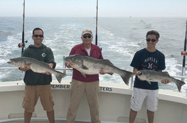 An older man and 2 younger men each hold up striped bass.
