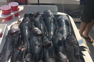 A pile of whole sea bass on fillet board upon the boat. /><span class=
