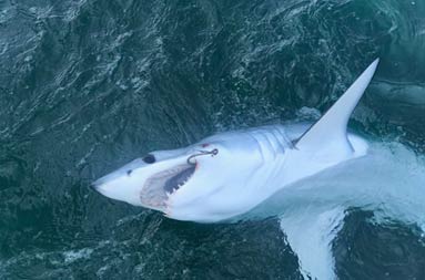 Looking down at the water of a mako shark with a hook in its mouth.