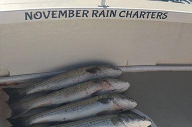 Four striped bass lined up on the deck.
