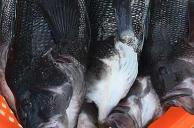 Overhead view of a pile of sea bass in a red mesh plastic container.