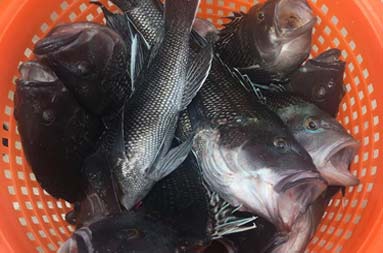 Overhead view of a pile of sea bass in a red mesh plastic container.