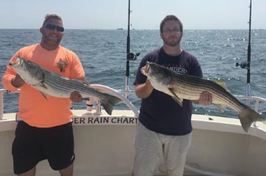 Two different men each hold up a striped bass.