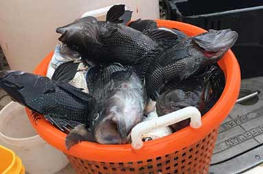 A red mesh plastic container is filled to the top with sea bass and scup.