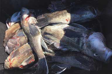Overhead view of sea bass in a black plastic container with the sun casting a shadow on the right side.