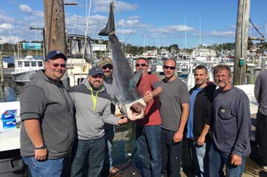 Seven men stand next to and pose with the shark they caught.