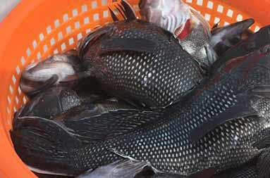 Overhead view of an almost full red mesh plastic container containing sea bass.