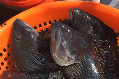 Overhead view of an almost full red mesh plastic container containing sea bass.