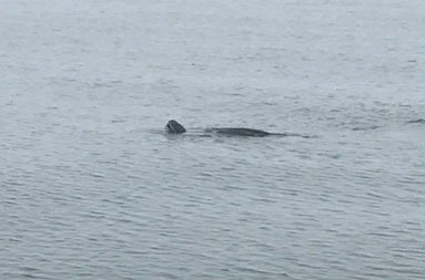 A sightly blurry photo of the head and shell of a sea turtle sticking out of the water.