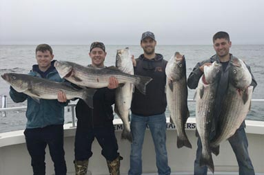 Four men hold up the striped bass they caught. Two men hold one each and Two men hold two each.