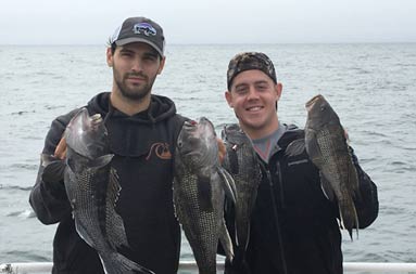 Two men each hold up 2 large sea bass.