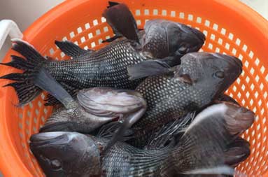 Overhead view of a pile of sea bass in a cylindrical, red mesh plastic container.