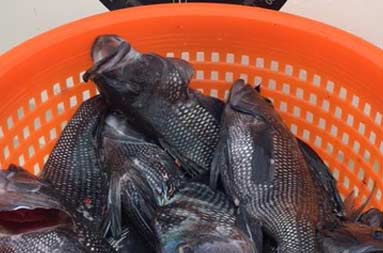 Close up of a red mesh container filled with sea bass.