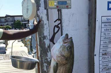 A striped bass is weighed back at the marina and comes in at 43.8lbs.