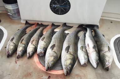 Overhead shot of a row of 10 sea bass of different sizes laid out on the deck.